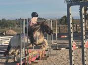 Fantastique ponette pp 109cm 