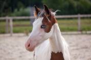 Magnifique et prometteur poulain poney français de sell