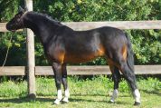 Etalons poneys  de qualite