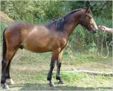 Poney new forest à vendre