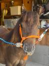 Poney mininature nmprs entre falabella et shetland