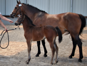 Madone foal pouliche usandro x quabar x kantje’s