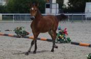 Poulain new forest par lovelyhill magical height