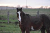 Poney welsh part bred pour sport