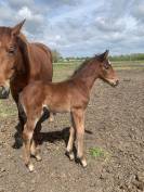 Poulain pfs 