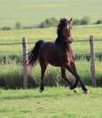Hongre pfs 2 ans