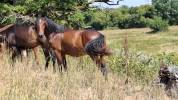 Hongre pfs 2 ans par montbazillac du lin 