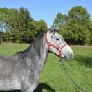 Beau poney attachant