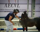 Poney a top pour projet sport/élevage 