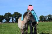Mâle shetland grullo