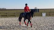 Fox trot d oseana - poney 9 ans à vendre ou à louer