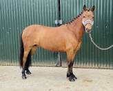 Super ponette b 