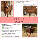 Welsh à vendre 