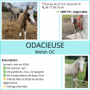 Welsh à vendre 