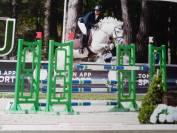 A vendre hongre new forest de 11 ans