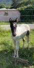 Pouliche ponette dsaxpottock oc 2023