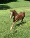 Pfs poney français de selle