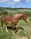 Pfs poney français de selle