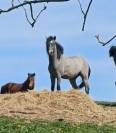 Poney hongre new forest 2 ans 