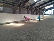 Indy poney b