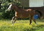 Poulain male pfs 2023 par greatstar embets tilia 