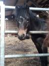 Poulain dartmoor - 1 an
