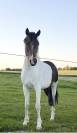 Poney d curly hongre 