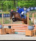 Hongre welsh cob 7 ans 