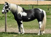 Double ponette porteuse 