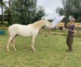 Poulain perlino lusitanien taille poney