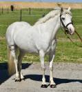 Chic ponette c