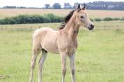 Poney foal pfs par usandro tilia derlenn