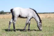 Poney foal pfs par usandro tilia derlenn