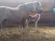 Foal welsh pony