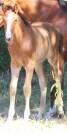 Poulain pfs goldwyn x fleuron st lois x thurin