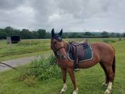 Vend superbe ponette criollo 