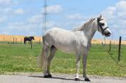 Chic ponette 