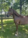 Ponette onc 7 ans d polyvalente 