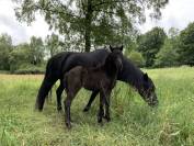 Pouliche dartmoor pleine de charme