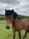 Poulain dartmoor 2024