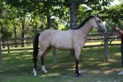 Super ponette 2 ans pfs 