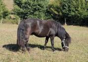 Poney shetland