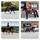 à vendre — ponette d d’exception pour le sport 
