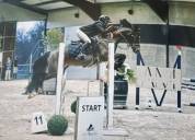 à vendre — ponette d d’exception pour le sport 