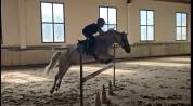 Connemara  140 cm 14 ans assurance vie