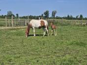Ponette poulinière pie de 6 ans suite de sa pouliche 