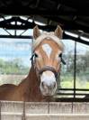 Poney haflinger