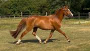 Ponette 3 ans pfs gestante (origines dressage)
