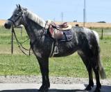 Chic ponette d