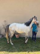 Poney connemara hongre ne en 2022